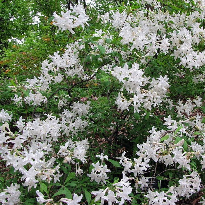 Azalea, Swamp Azalea