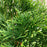 Arborvitae, Full Speed A Hedge® Arborvitae