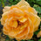 Rosa 'Ausnyson'  - Lady of Shalott Rose