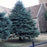 Spruce, White Spruce