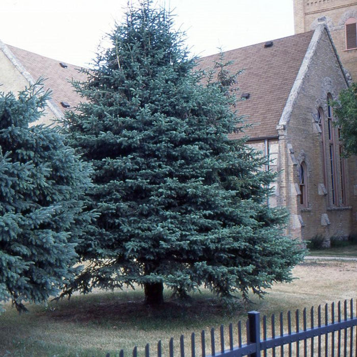 Spruce, White Spruce