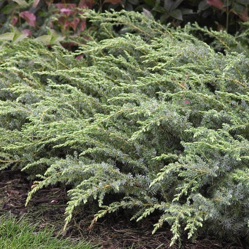 Juniper, Blueberry Delight Juniper