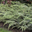 Juniper, Blueberry Delight Juniper