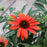 Coneflower, Cheyenne Spirit Echinacea, Coneflower