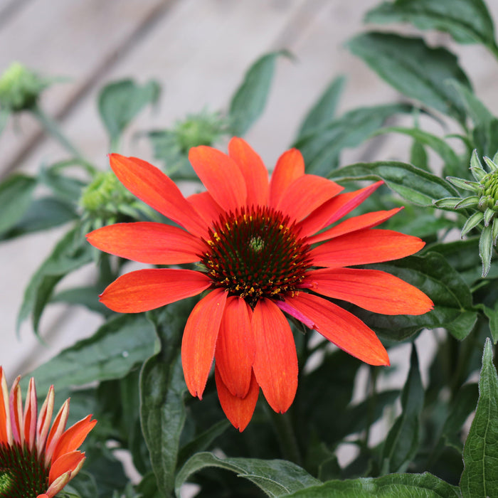 Coneflower, Cheyenne Spirit Echinacea, Coneflower
