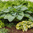 Hosta, PW® Shadowland® Empress Wu Hosta