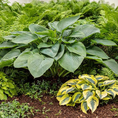 Hosta, PW® Shadowland® Empress Wu Hosta