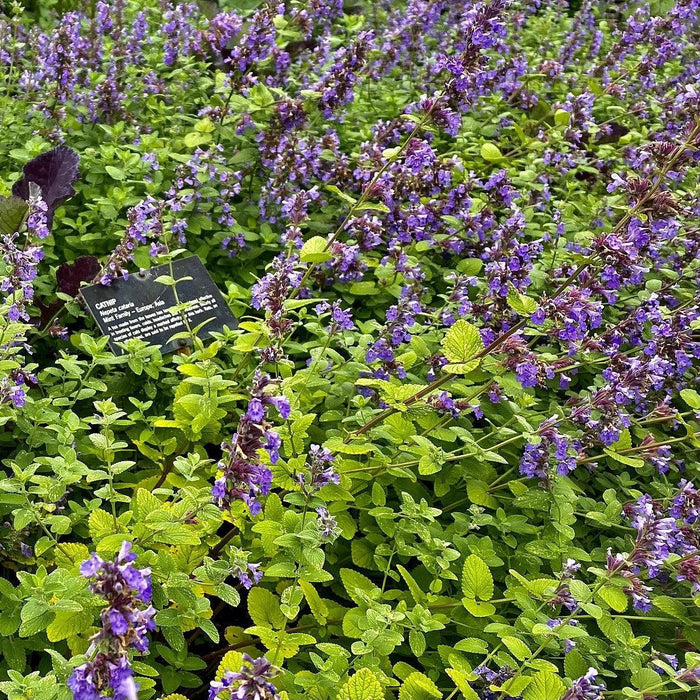 Catnip