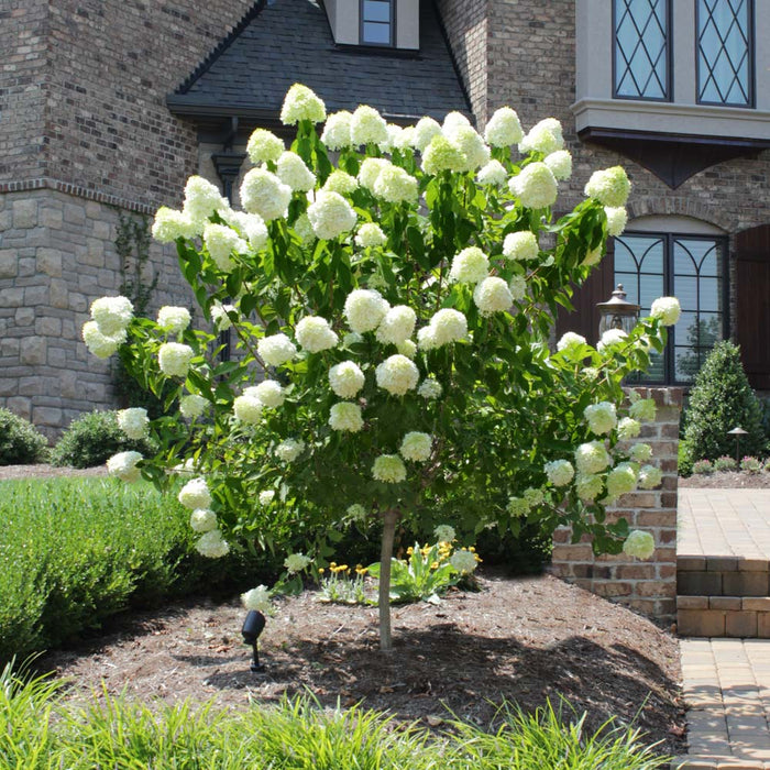 Hydrangea, Limelight Panicle Hydrangea - Tree Form