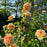 Rose, Bathsheba Climbing Rose