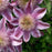 Clematis, Josephine™ Clematis