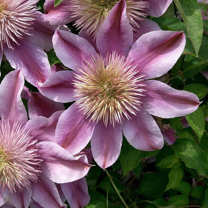 Clematis, Josephine™ Clematis