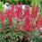 Astilbe, Fanal Astilbe