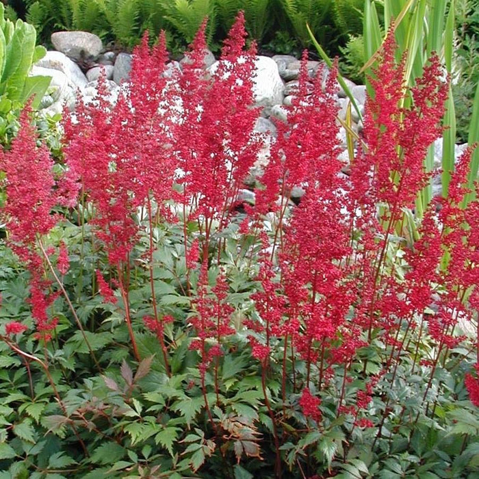 Astilbe, Fanal Astilbe