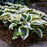 Hosta, Blue Ivory Hosta