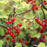 Currant, Red Lake Red Currant