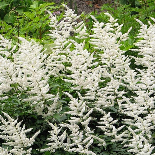 Astilbe, Deutschland Japanese Astilbe