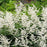 Astilbe, Deutschland Japanese Astilbe