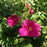 Rose, Purple Pavement Rugosa Rose