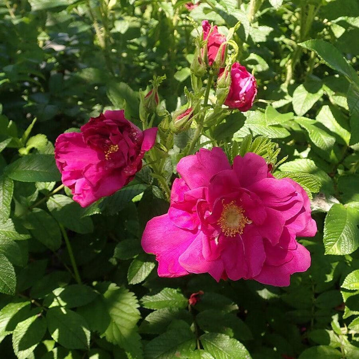 Rose, Purple Pavement Rugosa Rose