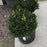 Boxwood, Green Velvet Boxwood