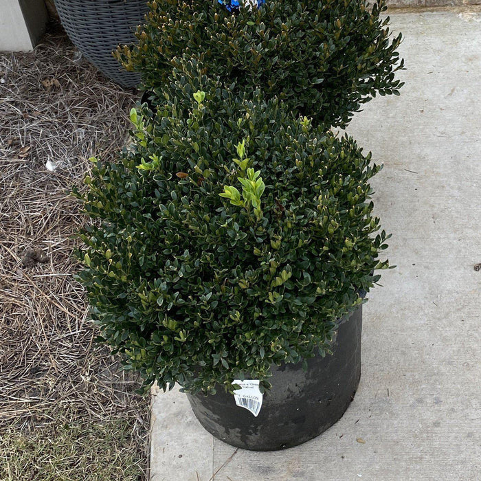 Boxwood, Green Velvet Boxwood
