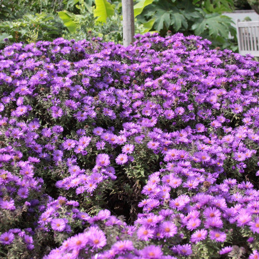 Aster, Purple Dome New England Aster
