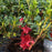Azalea, Encore Autumn Bonfire Azalea