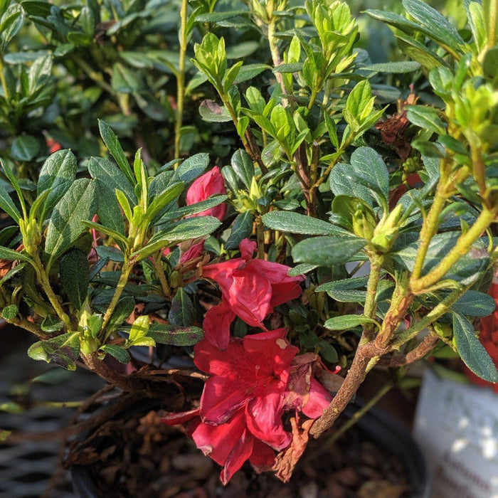 Azalea, Encore Autumn Bonfire Azalea