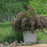 Ninebark, Summer Wine® Ninebark