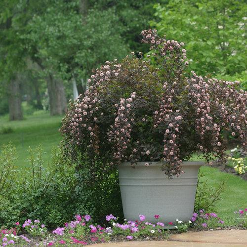 Ninebark, Summer Wine® Ninebark