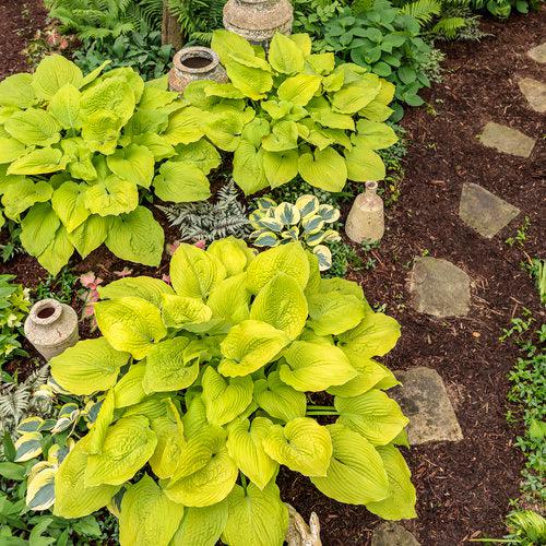 Hosta, PW® Shadowland® Coast To Coast Hosta