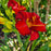 Daylily, Chicago Apache Daylily