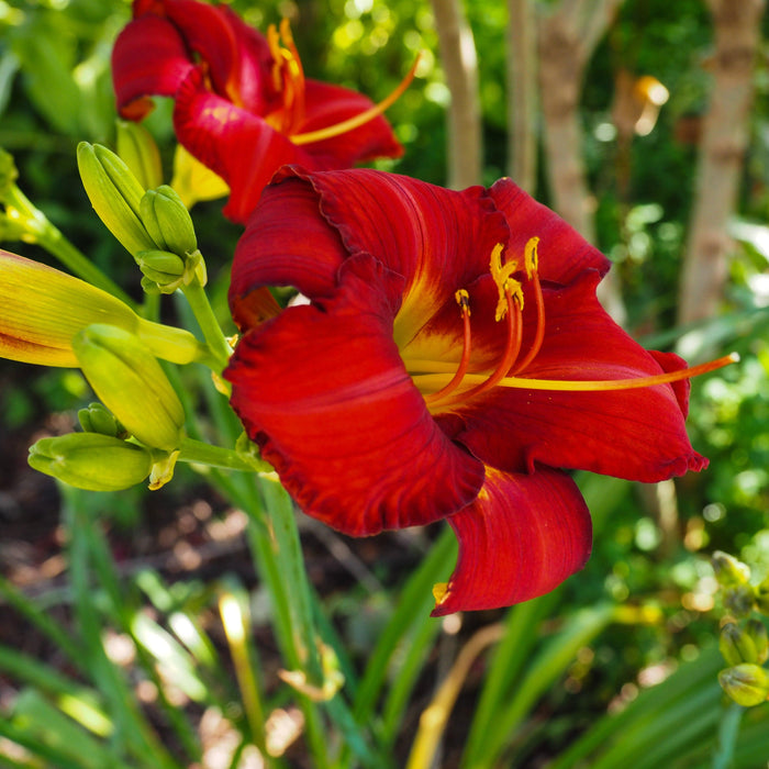 Daylily, Chicago Apache Daylily