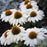 Coneflower, PW® Color Coded® The Price is White Echinacea