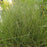 Grass, Blue Grama, Mosquito Grass