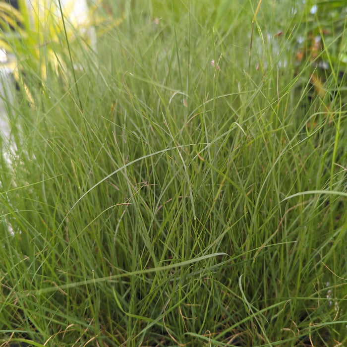 Grass, Blue Grama, Mosquito Grass