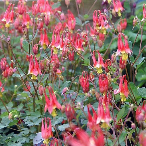 Columbine, Little Lanterns Columbine