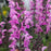Salvia, Color Spires® Back to the Fuchsia Salvia