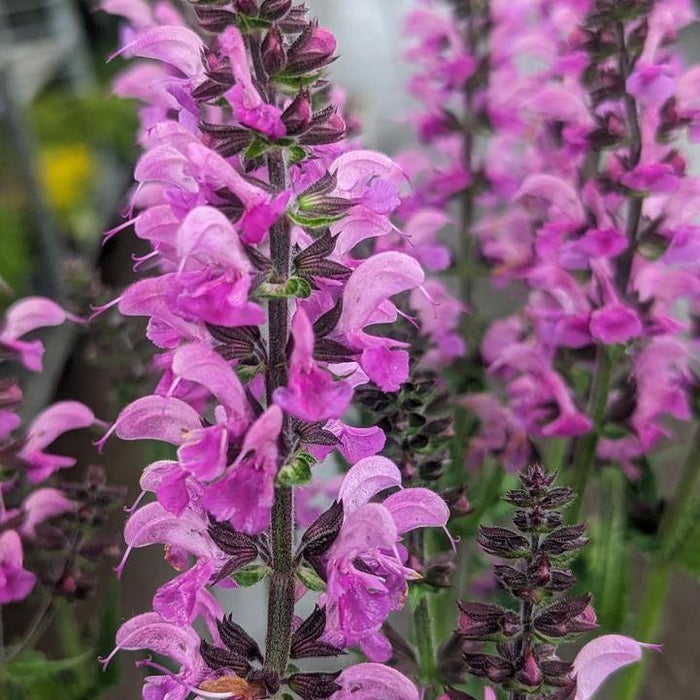 Salvia, Color Spires® Back to the Fuchsia Salvia