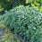 Cotoneaster, Willowleaf Cotoneaster