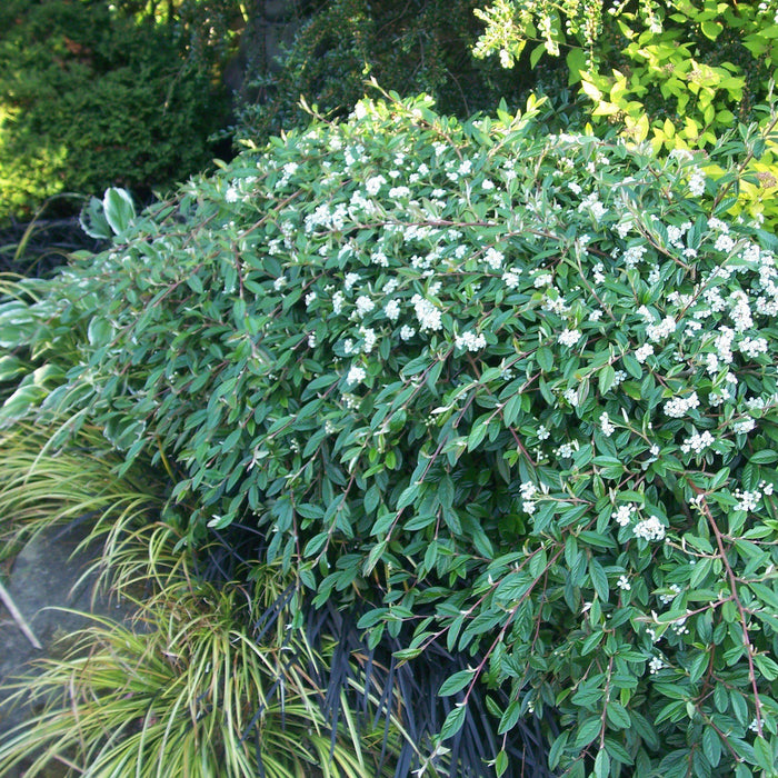 Cotoneaster, Willowleaf Cotoneaster