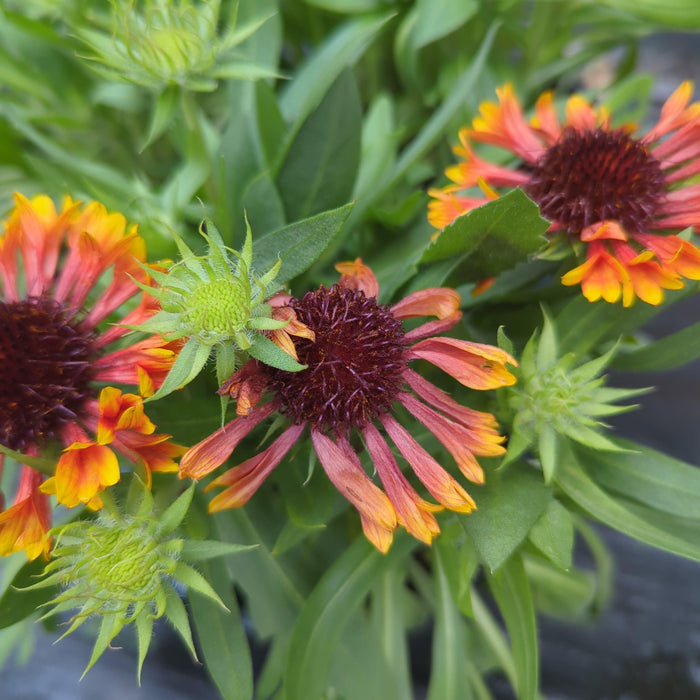 Blanket Flower, Spintop™ Copper Sun Blanket Flower