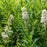 Meadowsweet, White Meadowsweet