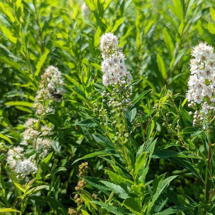 Meadowsweet, White Meadowsweet