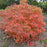 Fothergilla, Dwarf Fothergilla