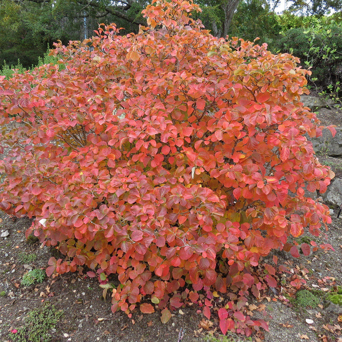 Fothergilla, Dwarf Fothergilla