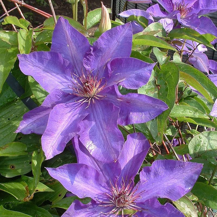 Clematis, The President Clematis