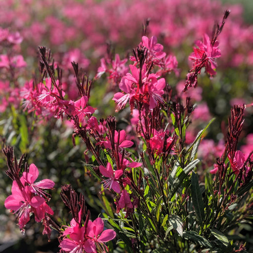 Gaura, Belleza™ Dark Pink Gaura