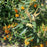 Milkweed, Butterfly Weed